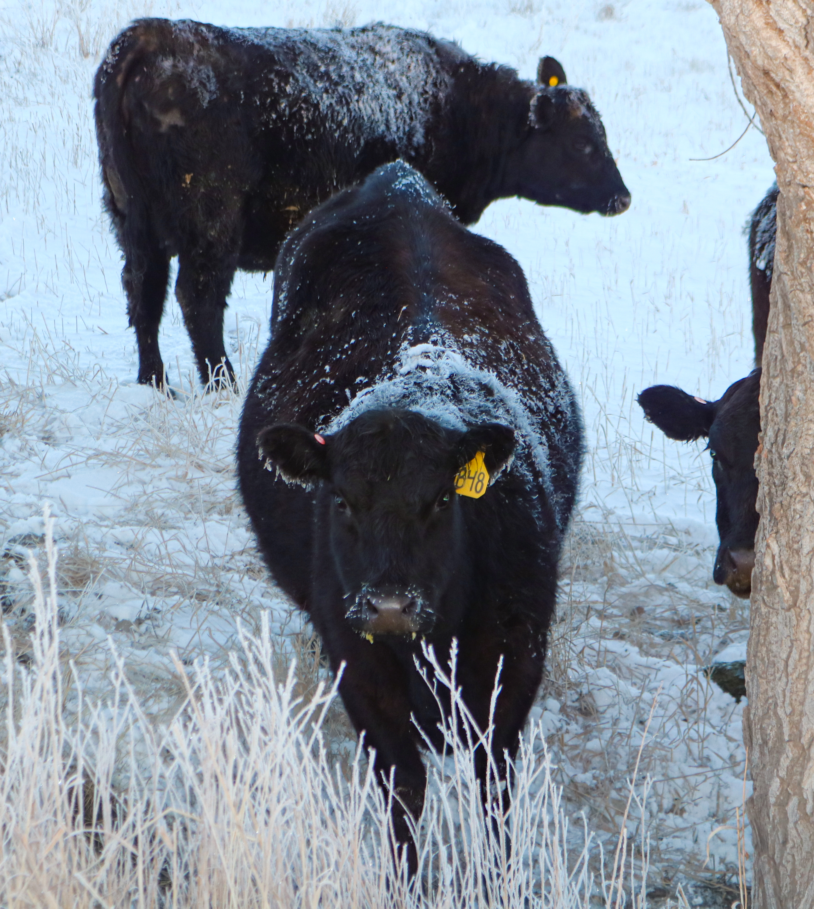 Semlek Ranch Cows
